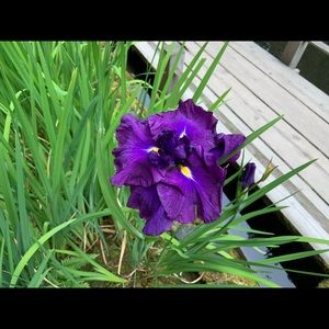 Meet your Posher, Melanie